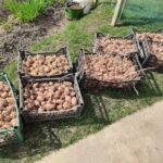 Навіщо при посадці картоплі в лунку кидали лушпиння від цибулі: потрійна користь, про яку ви не знали - INFBusiness