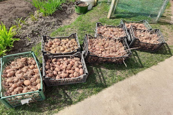 Старі городні хитрощі часто здаються забобонами, поки не перевіриш їх на практиці. Цибулева лушпайка при посадці картоплі — саме з таких знахідок. Навіщо при посадці картоплі в лунку кидали лушпиння від цибулі: потрійна користь, про яку ви не знали - INFBusiness