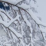 Навіщо восени в саду розвішували бляшанки: не для відлякування птахів, а для іншої важливої мети - INFBusiness