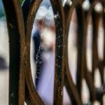 Виявлено найбільше павутиння у світі: арахнофобам краще не знати про це - INFBusiness