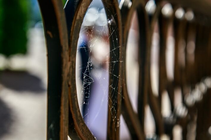 Виявлено найбільше павутиння у світі: арахнофобам краще не знати про це Паутина