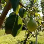 Як змусити стару грушу знову плодоносити: спосіб, про який мовчать - INFBusiness