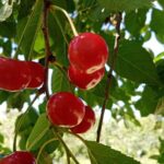 Як обрізати вишню, щоб вона не хворіла: метод, який подвоює врожайність - INFBusiness