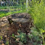 Як позбутися мурах на ділянці назавжди: вилийте цей засіб, і вони підуть за годину - INFBusiness