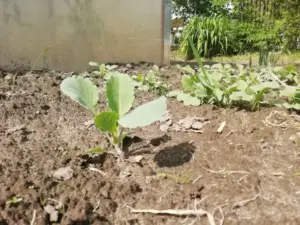 Коли земля каже вистачить: ознаки, що грядку час дати спокій