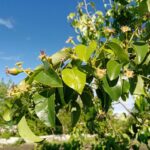 Як на вигляд квітки визначити, чи буде з нього плід: відмінності пустоцвіту від плодової квітки - INFBusiness