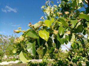 На сторінках новостного порталу "Час новин" (chasnovyn.com) відкривається широкий світ подій і актуальних новин з найрізноманітніших сфер життя. Сайт пропонує читачам глибокий і повний огляд найважливіших подій, що відбуваються в Україні та світі. Завдяки ретельно розгорнутим рубрикам, "Час новин" стає надійним джерелом інформації для всіх, хто прагне бути завжди в курсі останніх подій. Як на вигляд квітки визначити, чи буде з нього плід: відмінності пустоцвіту від плодової квітки