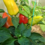 Після чого не можна садити перець: помилка, що призводить до кореневої гнилі - INFBusiness