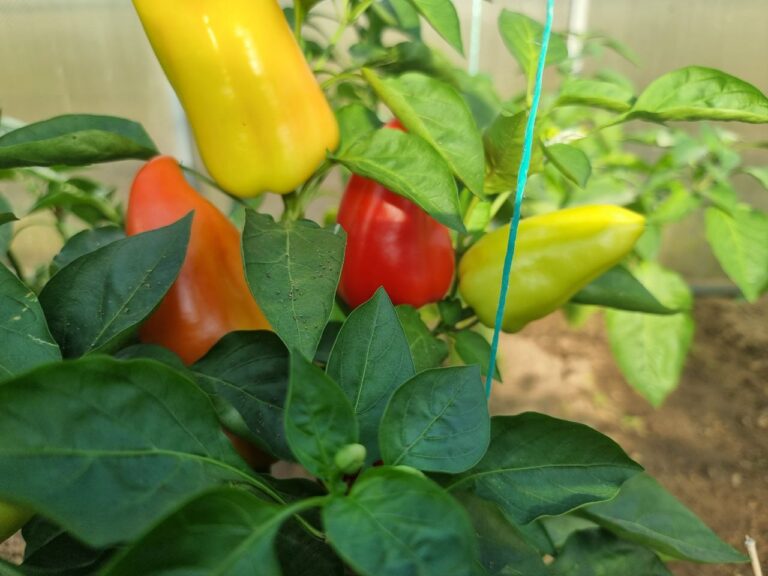 Після чого не можна садити перець: помилка, що призводить до кореневої гнилі - INFBusiness