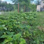 Яку культуру не можна садити після полуниці: правило сівозміни, яке порушують 90% городників - INFBusiness