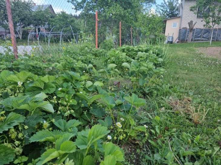 Яку культуру не можна садити після полуниці: правило сівозміни, яке порушують 90% городників - INFBusiness