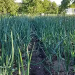 Після чого не можна садити часник: одна помилка, яка залишить вас без урожаю на роки - INFBusiness