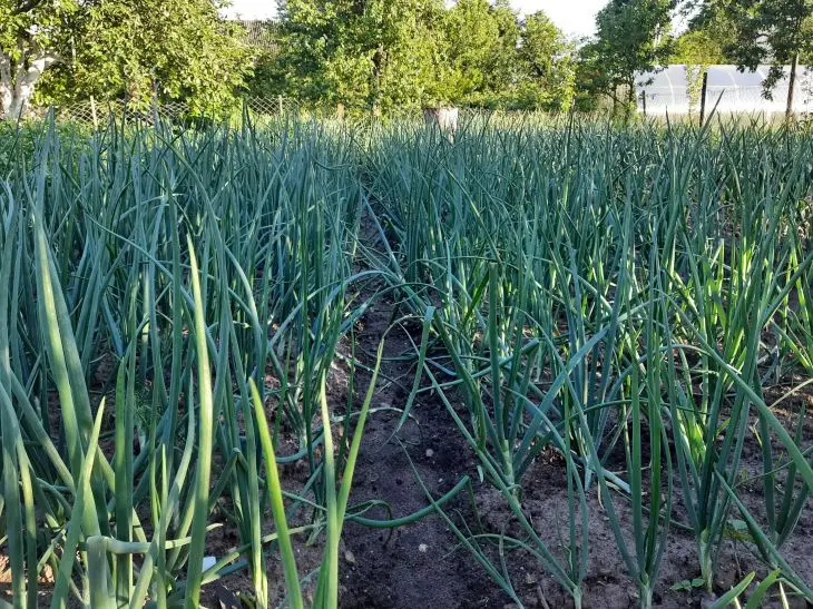 Після чого не можна садити часник: одна помилка, яка залишить вас без урожаю на роки лук
