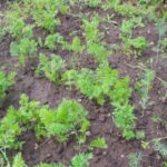 Чому морква виростає потворною: винна культура, яка росла тут до неї - INFBusiness