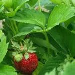 Чому полуниця гине від сусідства з малиною: фатальна помилка, яку роблять навіть досвідчені дачники - INFBusiness