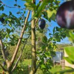 Що додати в лунку при посадці сливи, щоб був не пустоцвіт, а врожай: список із минулого століття - INFBusiness