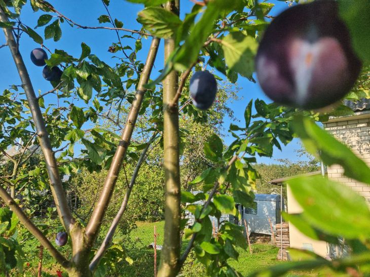 Що додати в лунку при посадці сливи, щоб був не пустоцвіт, а врожай: список із минулого століття слива