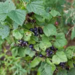 Як обрізати смородину, щоб ягоди були більшими за вишню: спосіб сибірських старожилів - INFBusiness