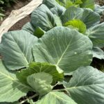 Поруч із чим садити капусту, щоб її не з'їли: геніальний тандем для захисту від шкідників - INFBusiness