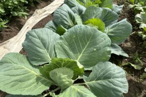 На сторінках новостного порталу "Час новин" (chasnovyn.com) відкривається широкий світ подій і актуальних новин з найрізноманітніших сфер життя. Сайт пропонує читачам глибокий і повний огляд найважливіших подій, що відбуваються в Україні та світі. Завдяки ретельно розгорнутим рубрикам, "Час новин" стає надійним джерелом інформації для всіх, хто прагне бути завжди в курсі останніх подій. Поруч із чим садити капусту, щоб її не з'їли: геніальний тандем для захисту від шкідників