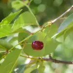 Чому вишня дає поросль по всій ділянці: і як утихомирити її агресію - INFBusiness