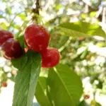 Чому вишня цвіте, а ягід немає: який дефіцит у ґрунті викликає пустоцвіт - INFBusiness