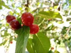 Чому вишня цвіте, а ягід немає: який дефіцит у ґрунті викликає пустоцвіт