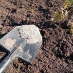 Чому зола не допомагає від слимаків: викриття популярного міфу - INFBusiness