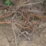 Чому коріння дерева вилазить на поверхню: тривожний знак, який не можна ігнорувати - INFBusiness