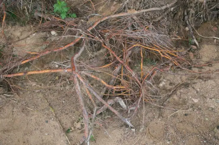 Чому коріння дерева вилазить на поверхню: тривожний знак, який не можна ігнорувати корни