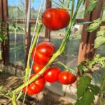 Після якої культури земля «втомлюється»: чому помідори не зростатимуть на цій ділянці ніколи - INFBusiness
