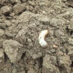 Що покласти в лунку, щоб дротяник пішов назавжди: список із трьох копійчаних коштів - INFBusiness