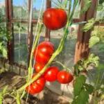 Чому помідори потрібно садити «в шкарпетки»: дивний метод, який збільшує врожайність у 2 рази - INFBusiness