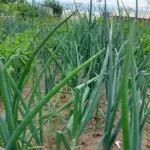 Що буде, якщо полити цибулю содою: результат, який ви побачите вже за тиждень - INFBusiness