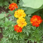 Навіщо треба садити чорнобривці після збирання врожаю: вони роблять із землею те, що не під силу добривам - INFBusiness