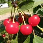 Що таке «джентльменський набір» для запилення: які 3 сорти вишні потрібно садити разом обов'язково - INFBusiness