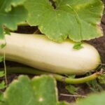 Чому боротися зі слимаками треба вдень, а не вночі: де вони ховаються від сонця і як їх там знайти - INFBusiness