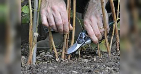 У передостанній місяць осені, до настання значних холодів, необхідно закінчити підрізування дерев і чагарників у саду. Малина: осіннє обрізання для щедрого плодоношення - поради від експертів - INFBusiness