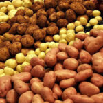 В Україні дешевшає картопля: причини падіння цін на 58% проти минулого року - INFBusiness