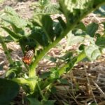 Чому хімія не допомагає від колорадського жука: і який народний метод його справді знищує - INFBusiness