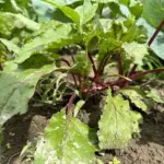 Як звичайна сіль може врятувати ваш урожай буряків: полив, який творить дива - INFBusiness