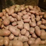 Навіщо картоплі міняти квартиру: після яких попередників бульби будуть чистими та здоровими - INFBusiness