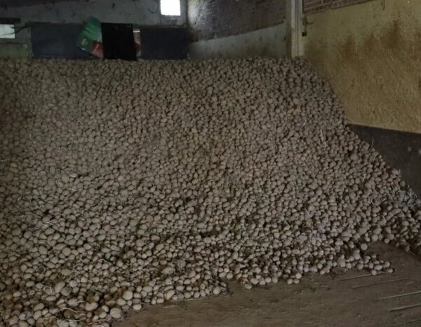 Бельгійські землероби роздають бульбу безкоштовно: яка причина