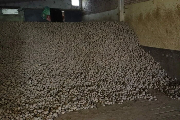 Бельгійські землероби роздають бульбу безкоштовно: яка причина