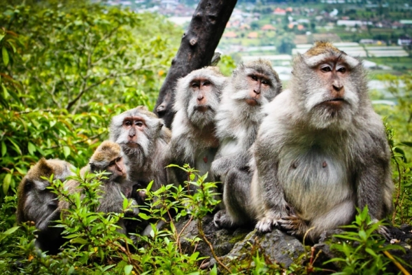 Мавпи грають у VR силою думки