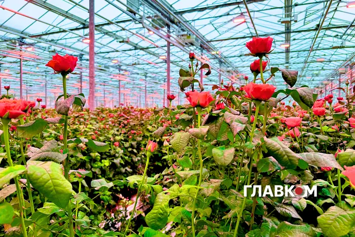 Економіка троянд. Як квітковий бізнес тримається під час війни: три історії 7 Економіка троянд. Як квітковий бізнес тримається під час війни: три історії 4