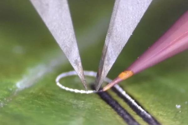 Їстівна електроніка: 3D-принтер друкує мікрохвилями на кістках та листі