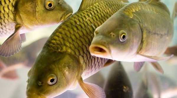На Львівщині рибницькі господарства опановують понад 40% водних територій.