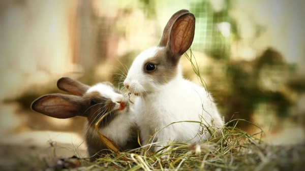 У Сполучених Штатах зафіксували небезпечне захворювання, яке передається від кроликів&hellip;