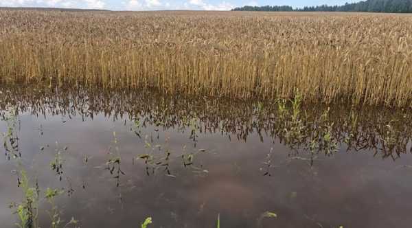 Кліматичні зміни позначаються на тому, наскільки придатними є певні місцевості для культивування&hellip;